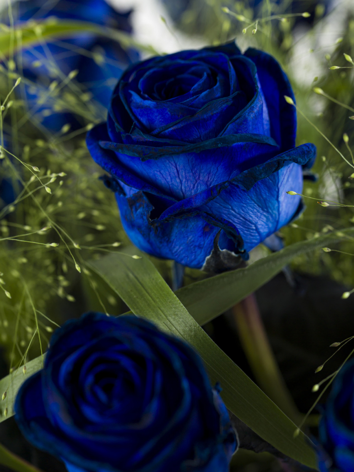 Blue rose bouquet