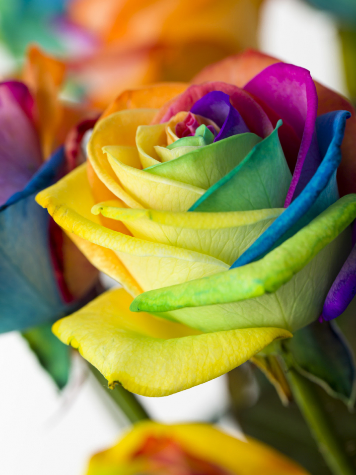 20 Regenbogen Rosen