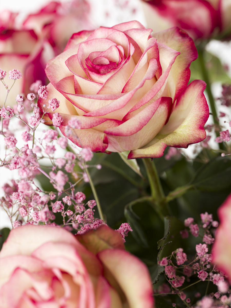 Rosenstrauß Paloma mit Rosa Schleierkraut