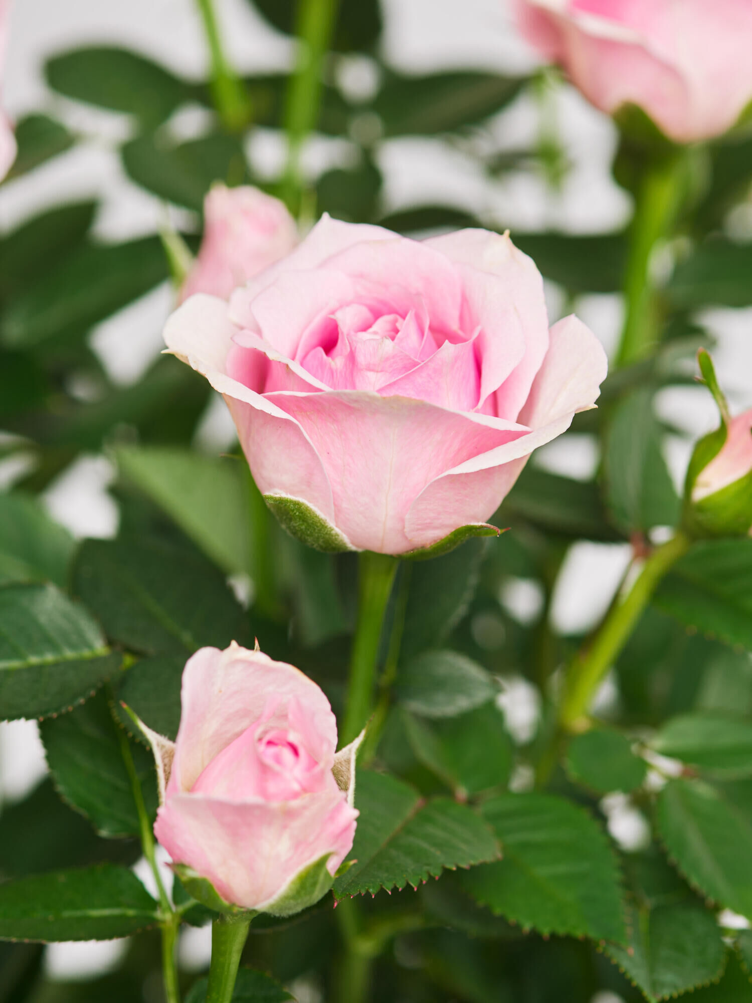 Pot Rose 'Charming'