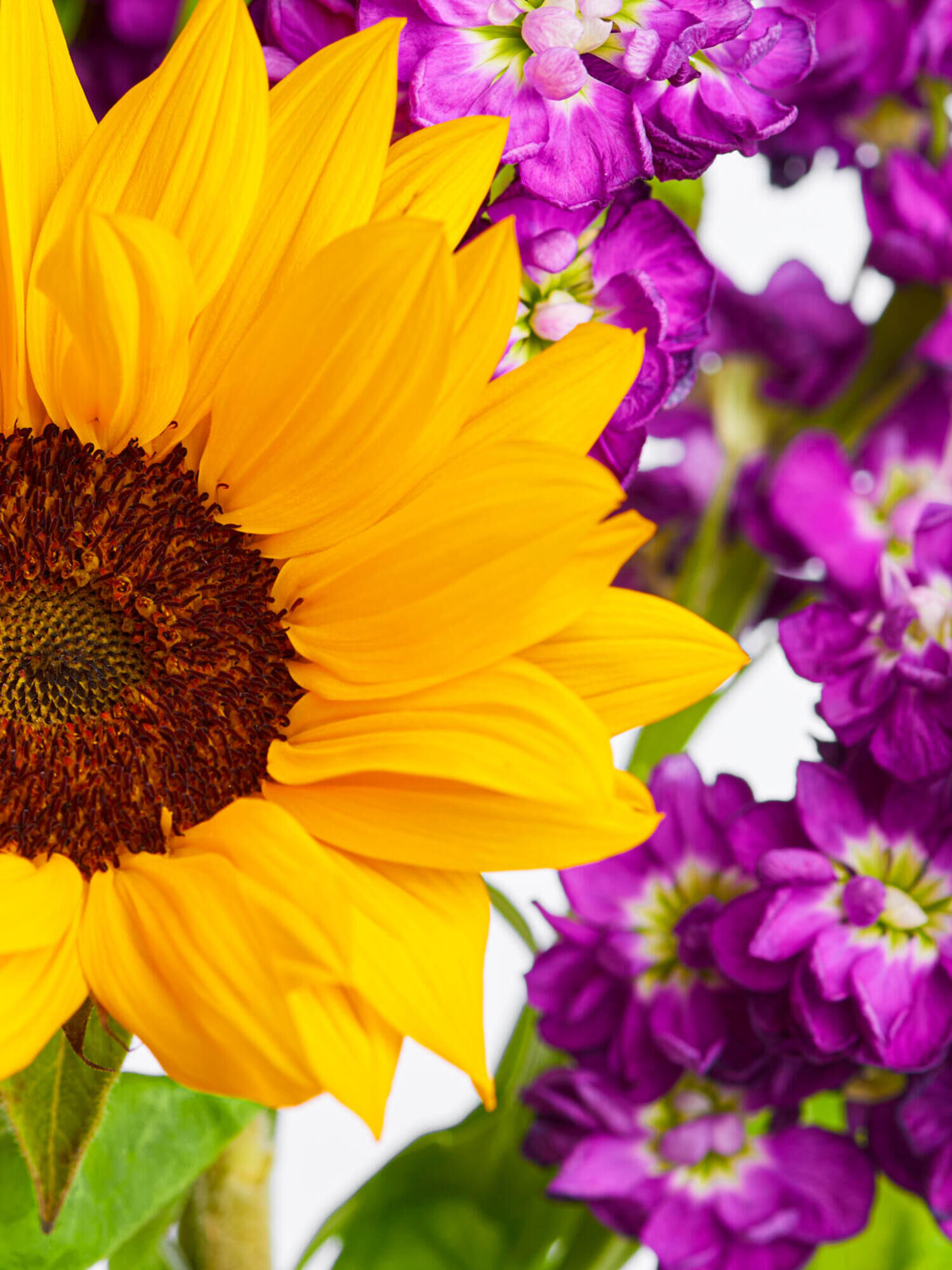 Sunflower Mail