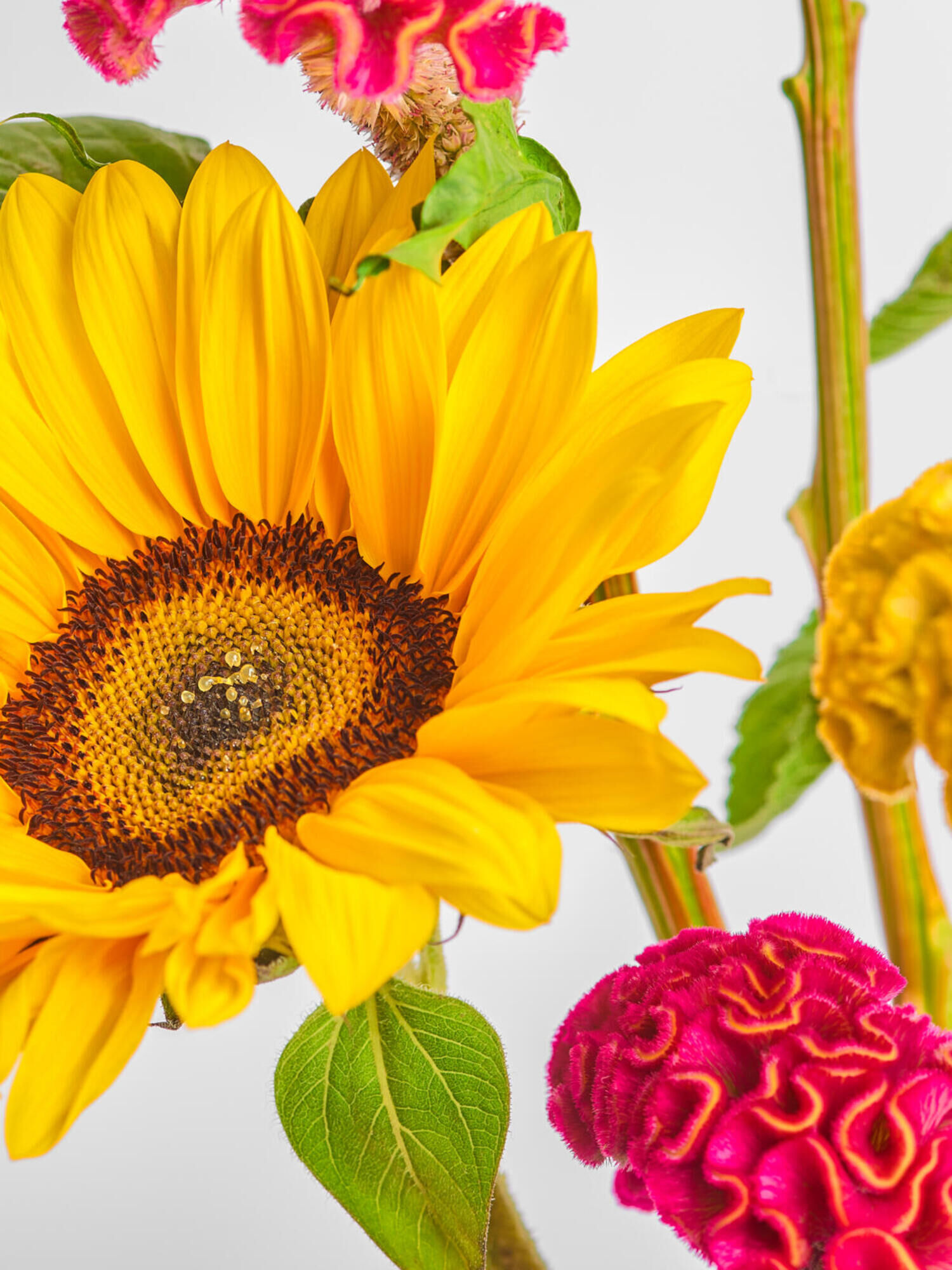 Sunflower & Celosia