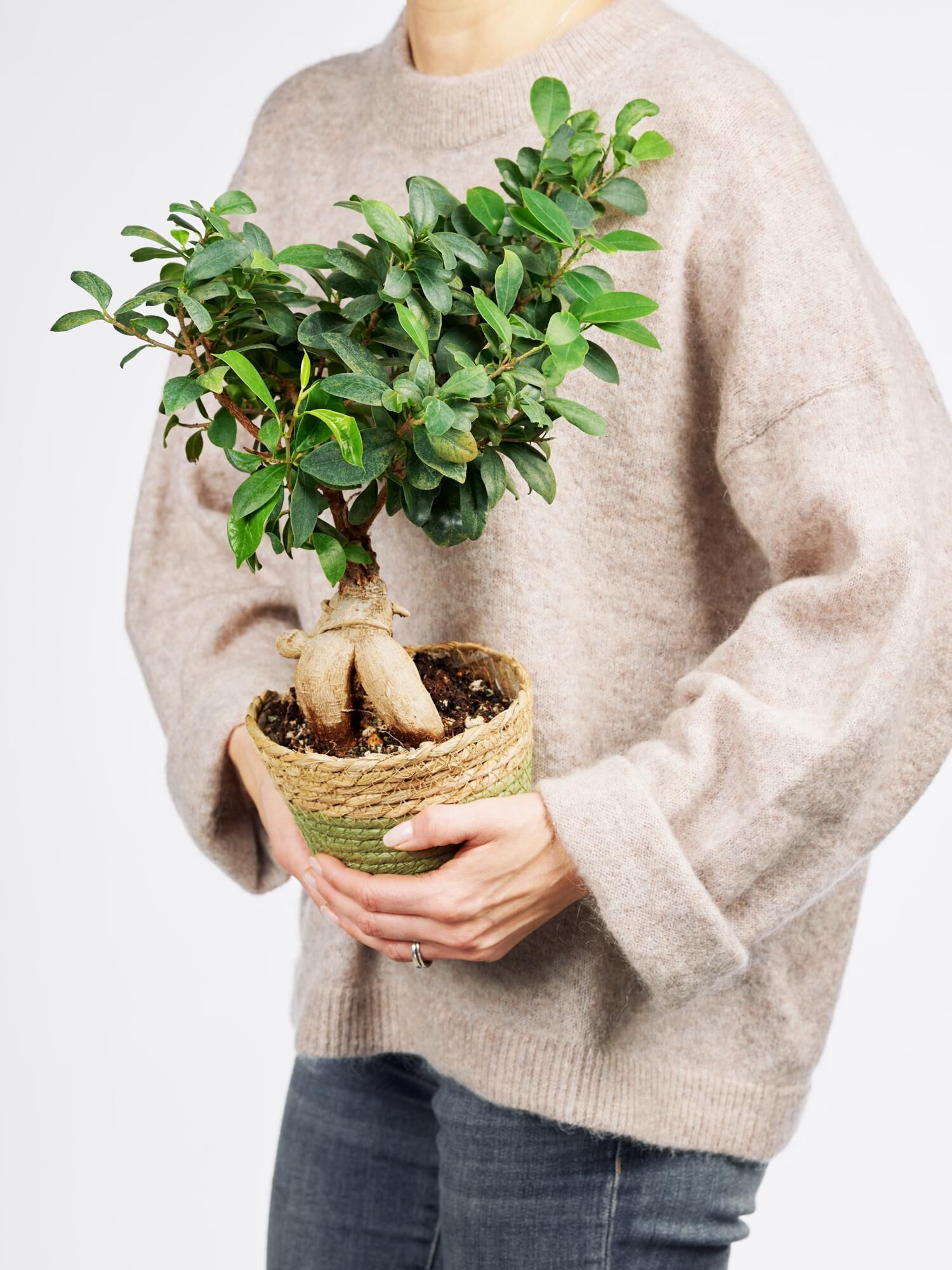 Ficus Green Asia