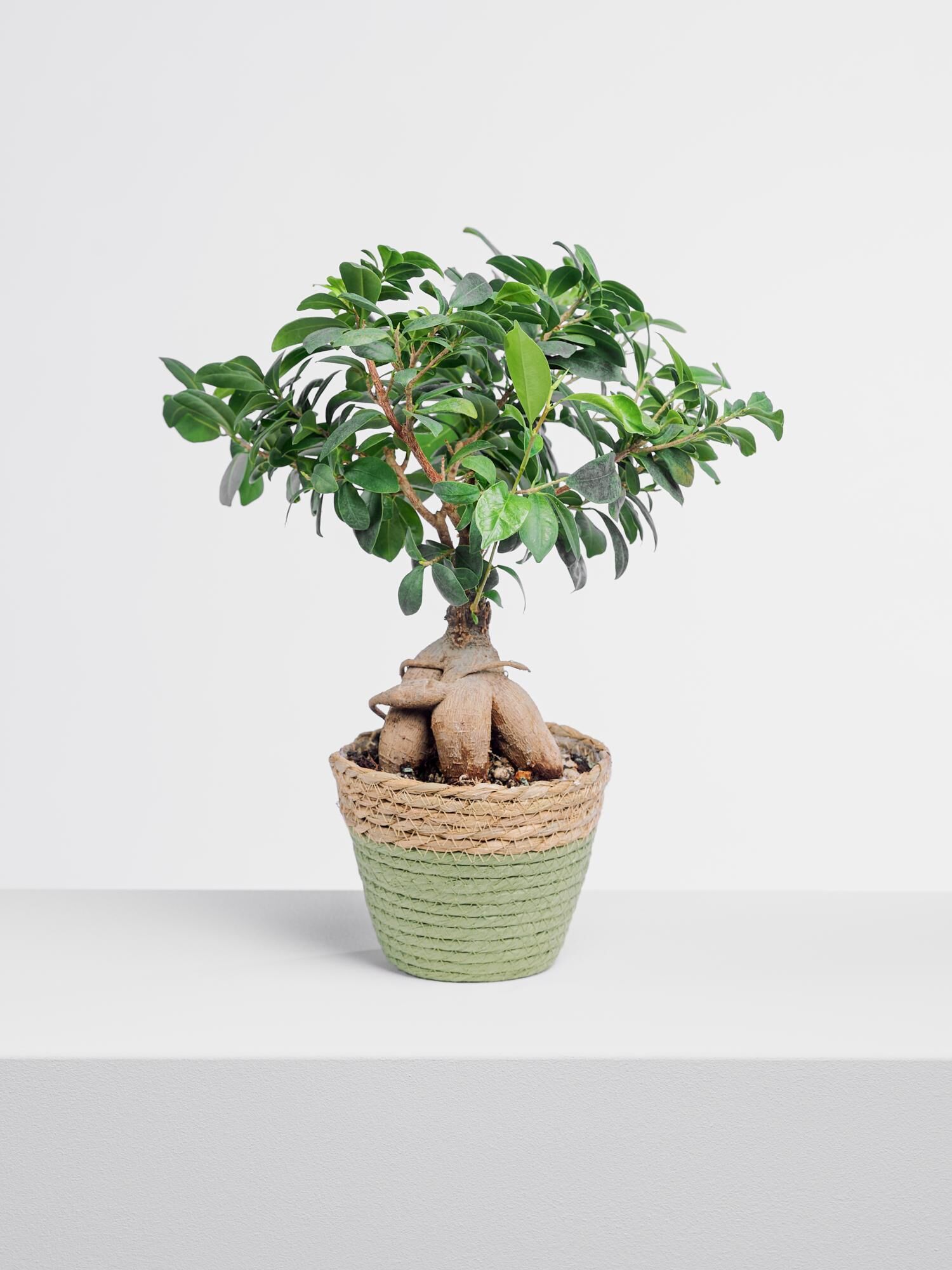 Ficus