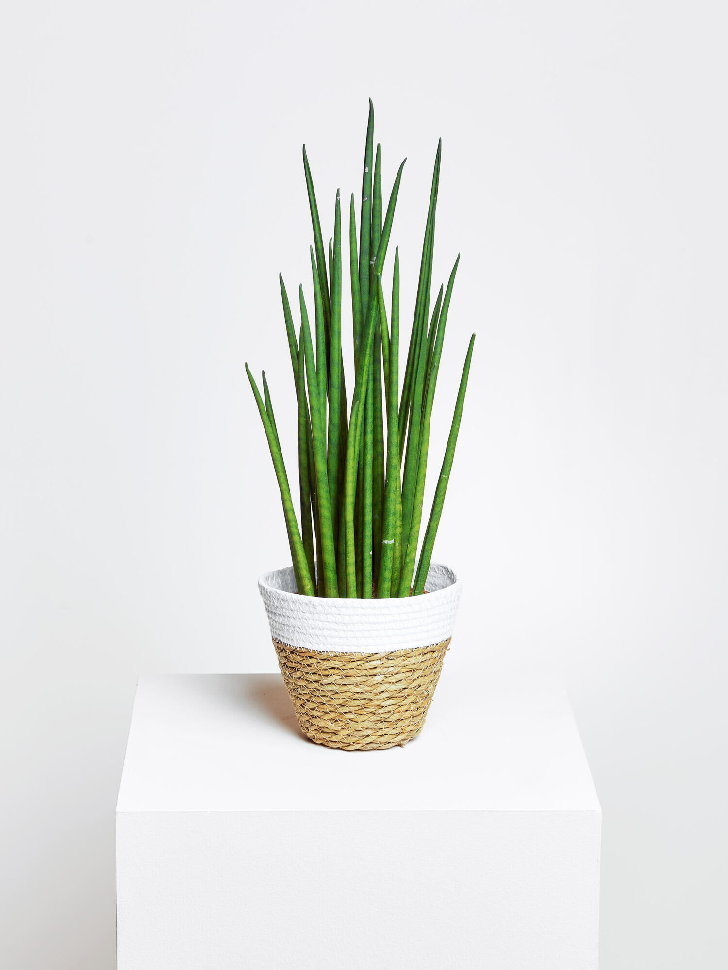 Sansevieria"