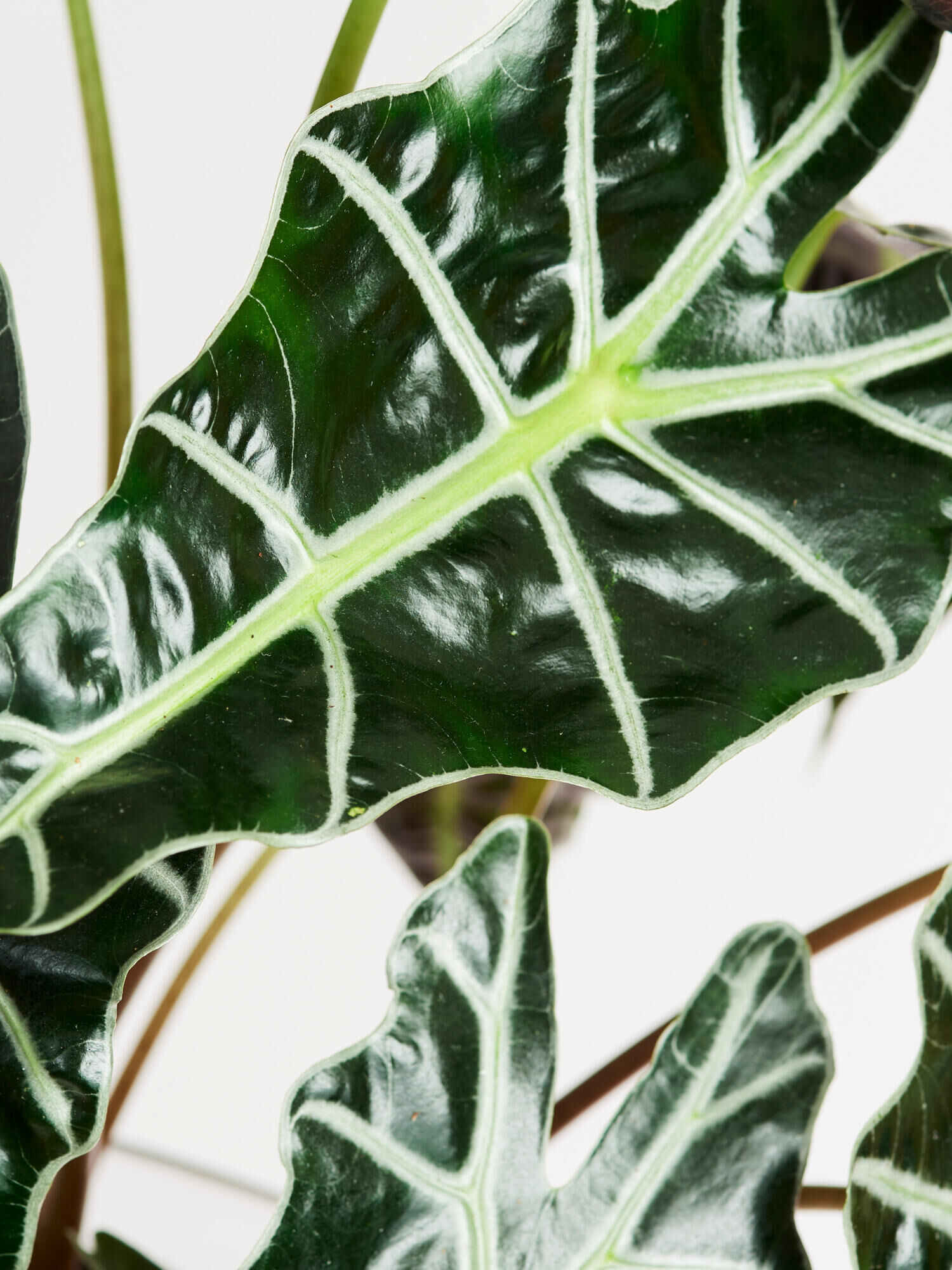 Alocasia 'Polly' in Vase