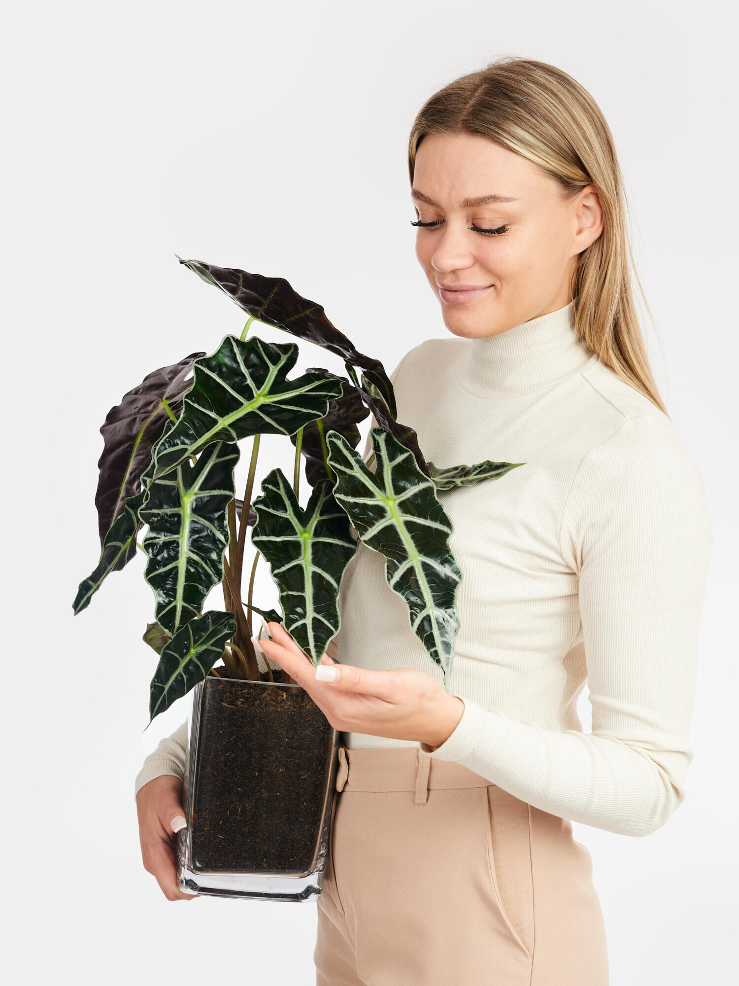 Alocasia 'Polly' in Vase