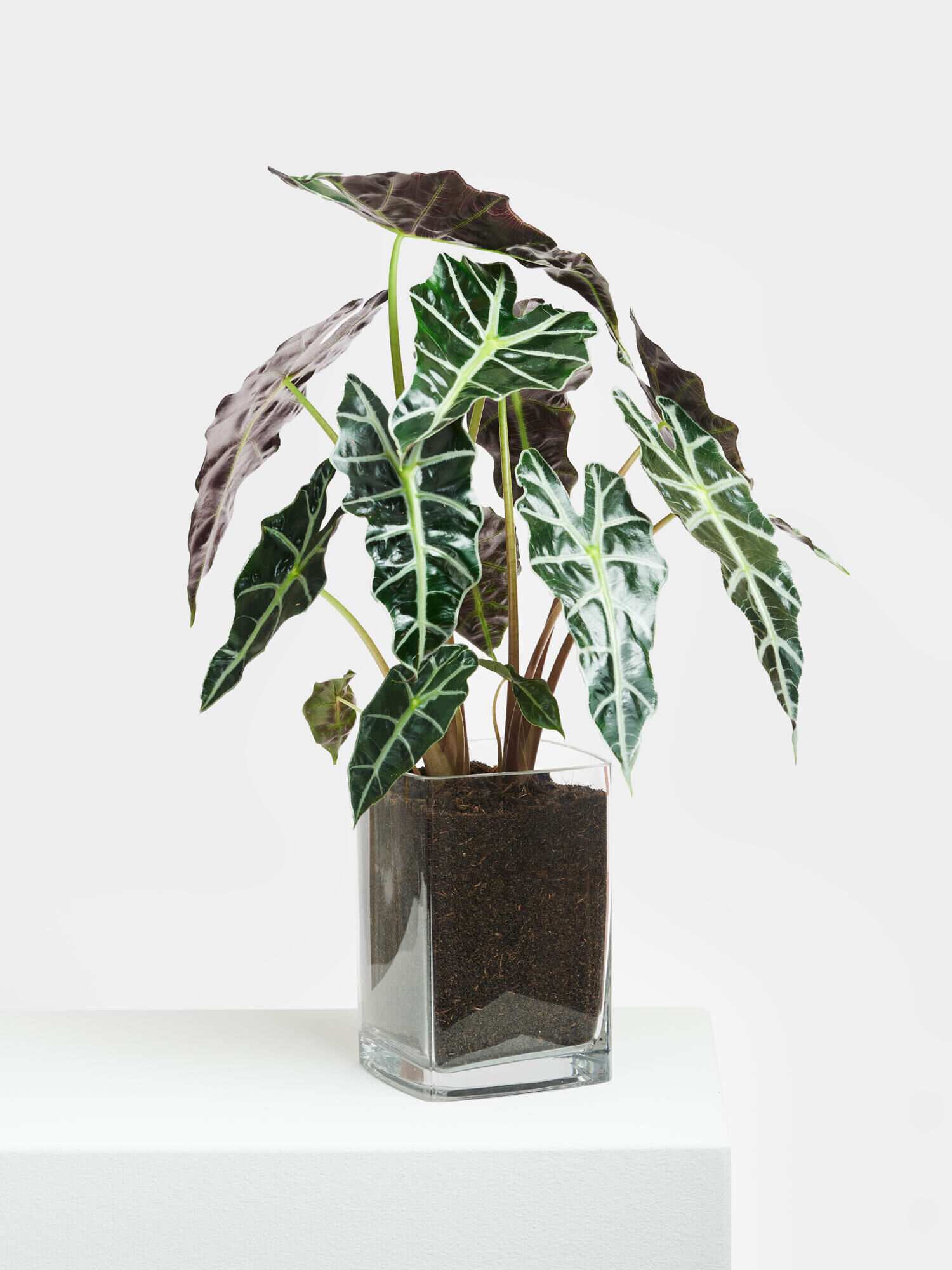 Alocasia 'Polly' in Vase