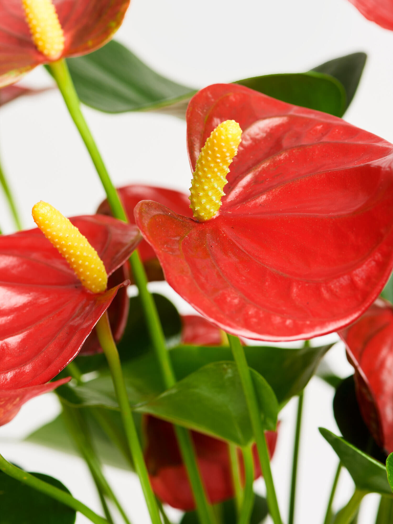 Rote Flamingoblume in Vase