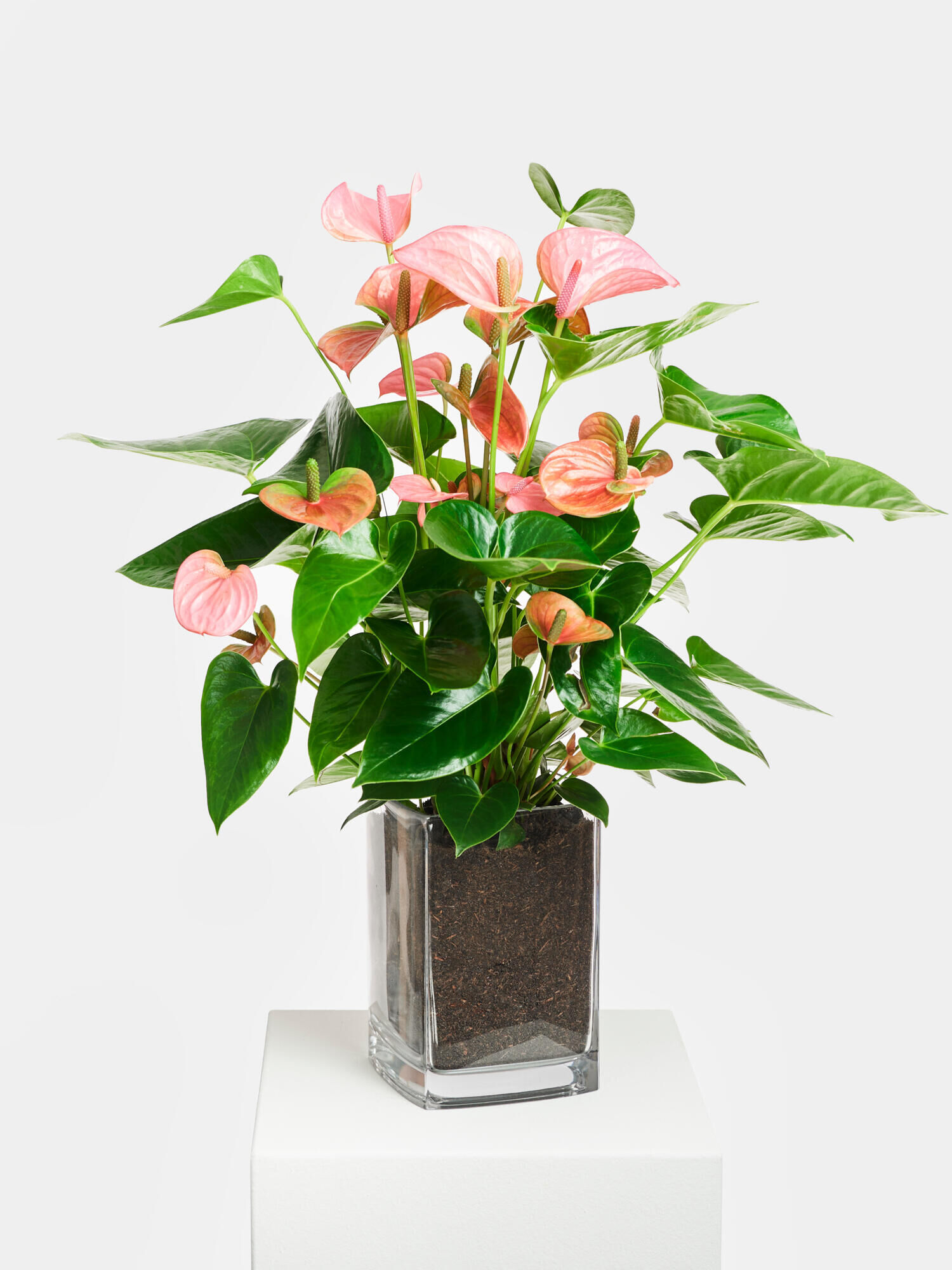 Flamingoblume in Pink-Rosa mit Vase