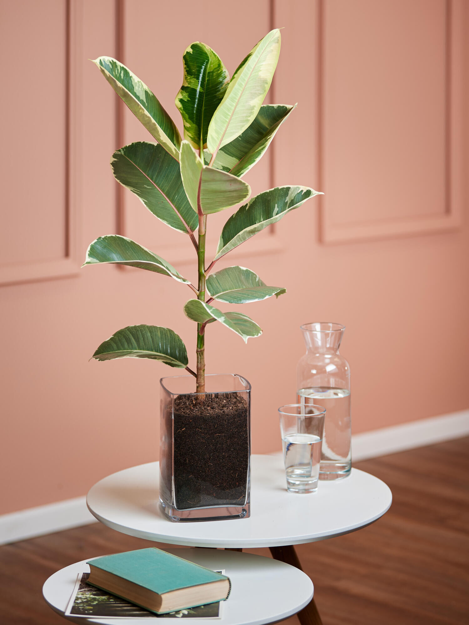 Gummibaum in Vase