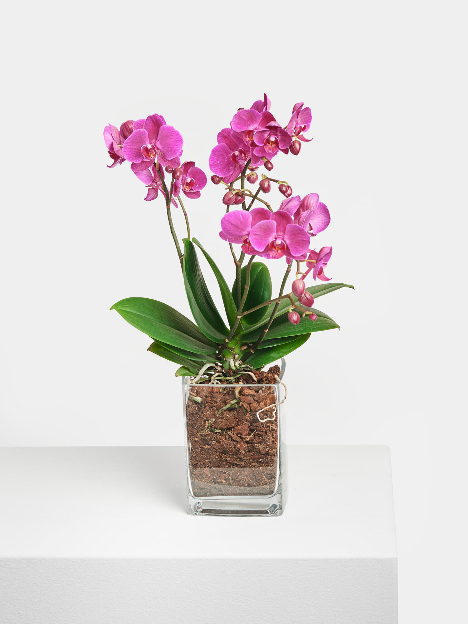 Pinke Orchidee in Vase