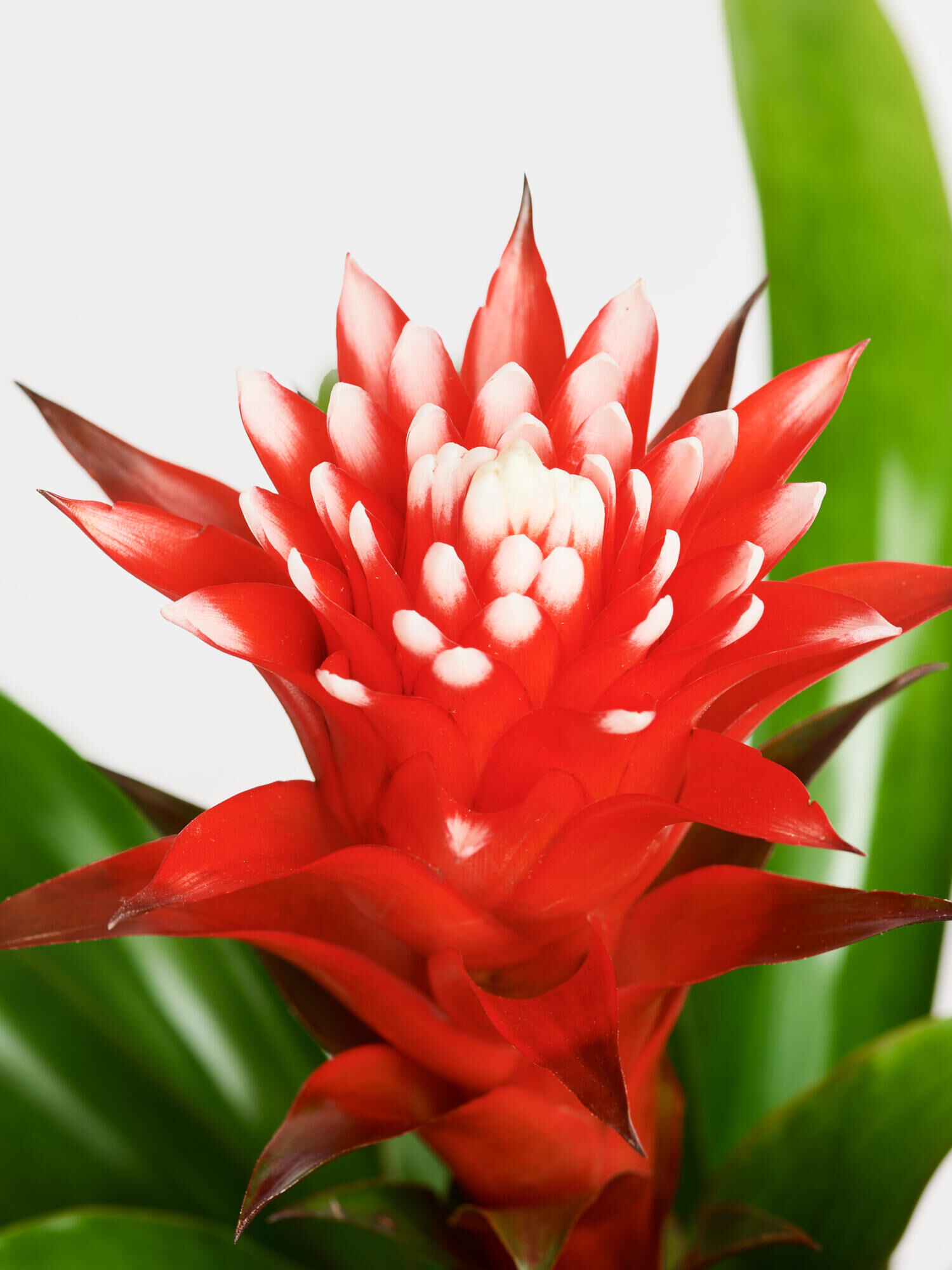 Rote Guzmania in Vase