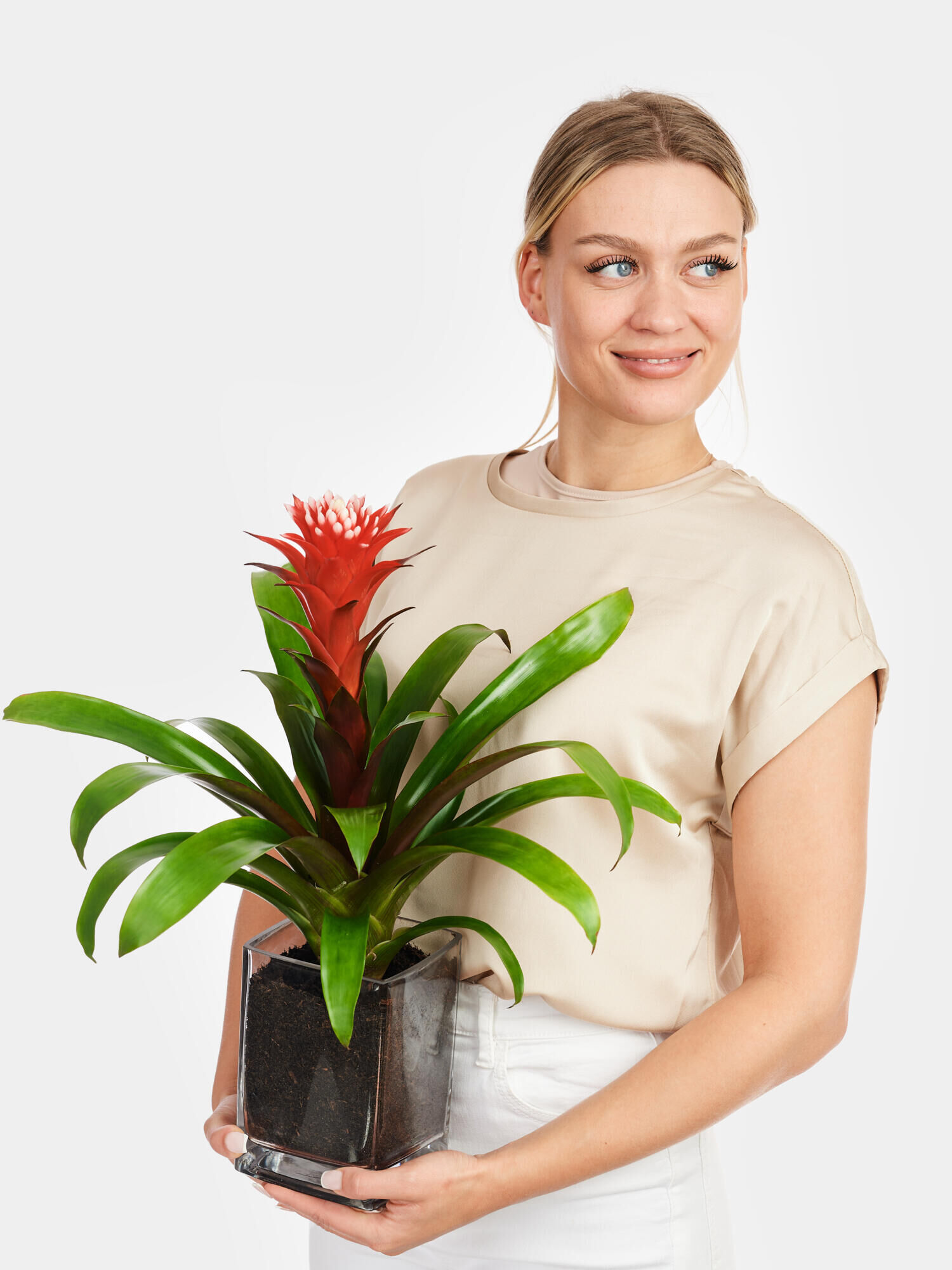 Rote Guzmania in Vase