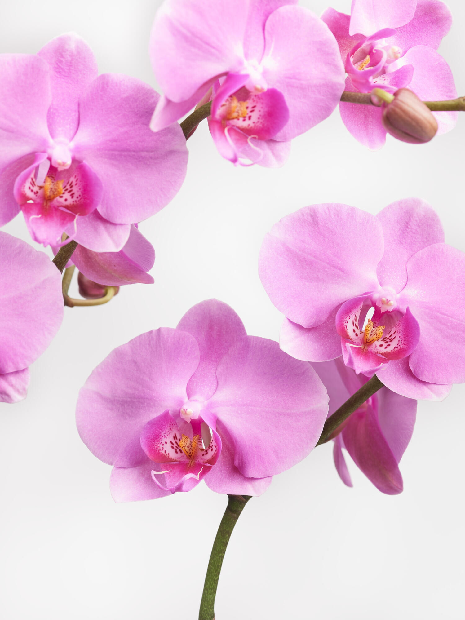 Pinke Orchidee in Vase mit Flachs