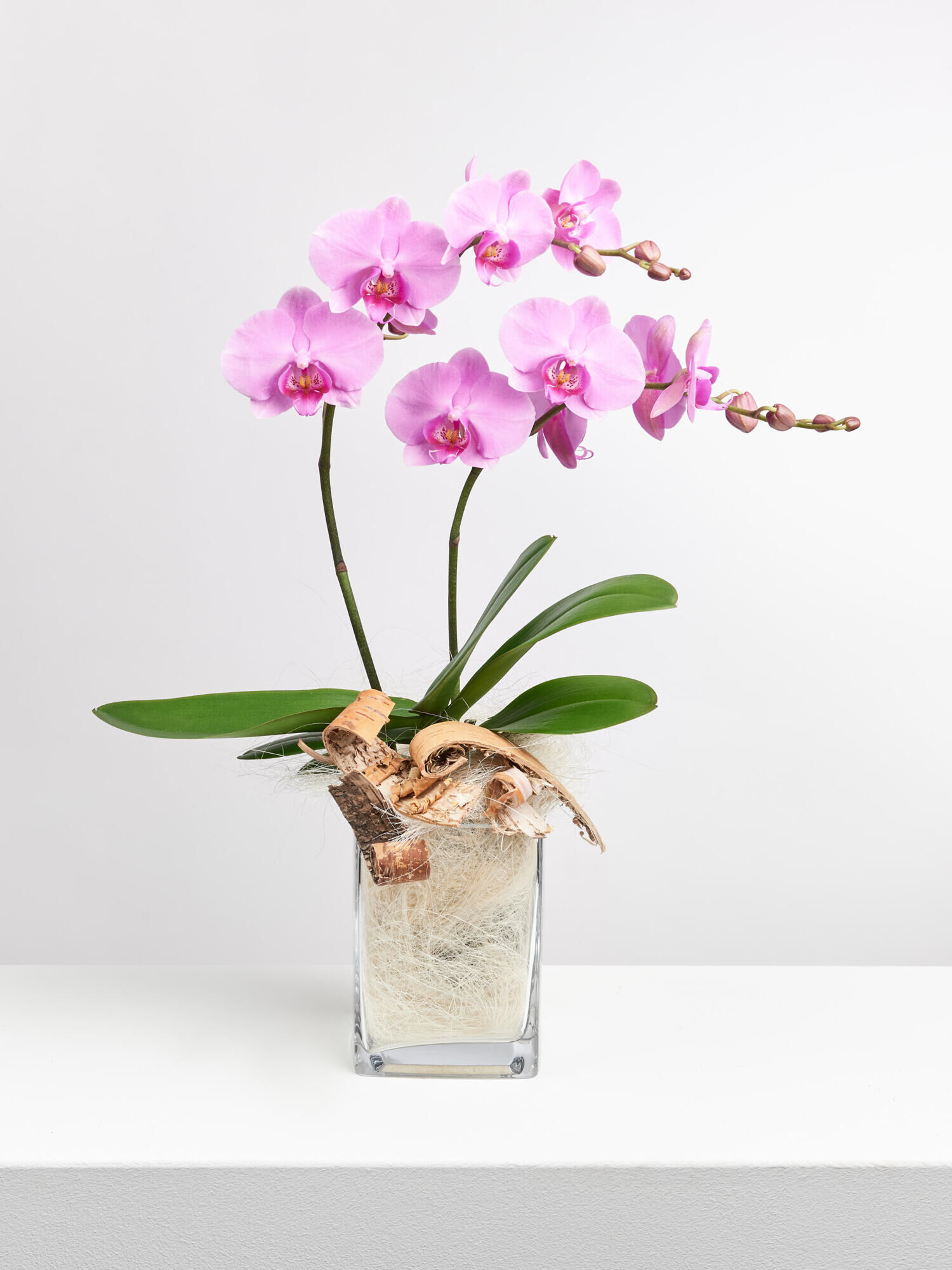 Pinke Orchidee in Vase mit Flachs