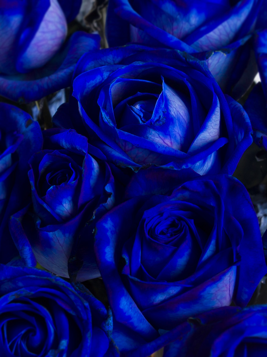 Blaue Rosen