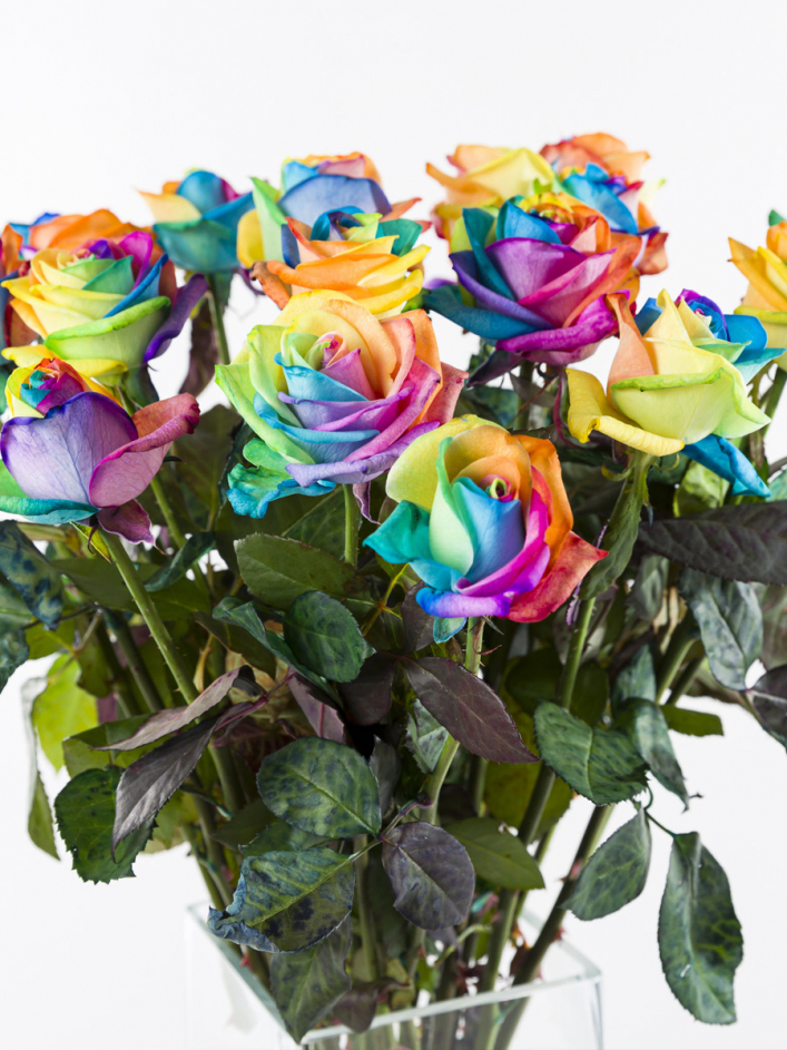 20 Regenbogen Rosen